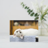 Onweerstaanbaar...knuffelbare, lief katje briefkaart (Staand voorkant)