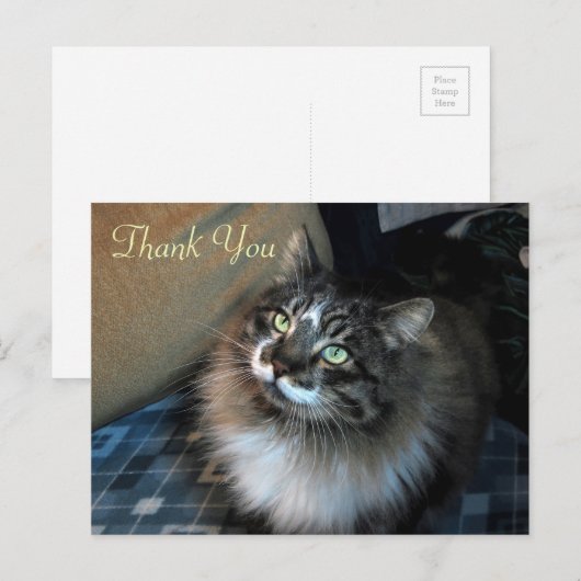 Onweerstaanbare Cat Zorro Bedankt Briefkaart (Voorkant / Achterkant)