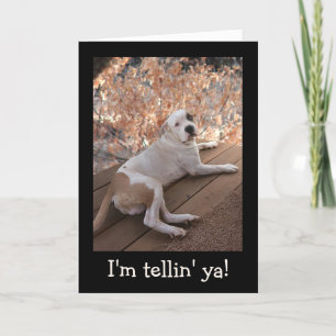 Onweerstaanbare Porch Dog Get Well Card Kaart