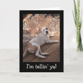 Onweerstaanbare portiekhond krijgt goed Kaart (Voorkant)