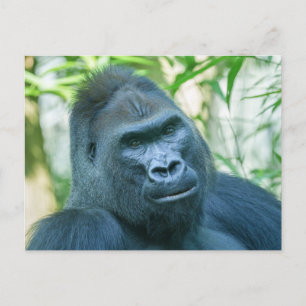 Onwrikbare Sterkte Silverback Gorilla Kito Feestdagenkaart