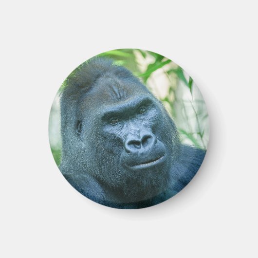 Onwrikbare Sterkte Silverback Gorilla Kito Magneet (Voorkant)