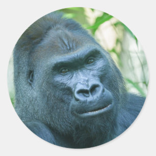 Onwrikbare Sterkte Silverback Gorilla Kito Ronde Sticker