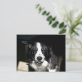 Onze Beloved Border Collie Jake - briefkaart (Staand voorkant)