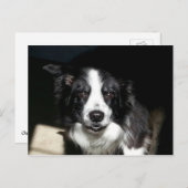 Onze Beloved Border Collie Jake - briefkaart (Voorkant / Achterkant)