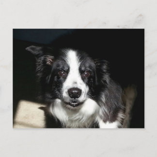 Onze Beloved Border Collie Jake - briefkaart