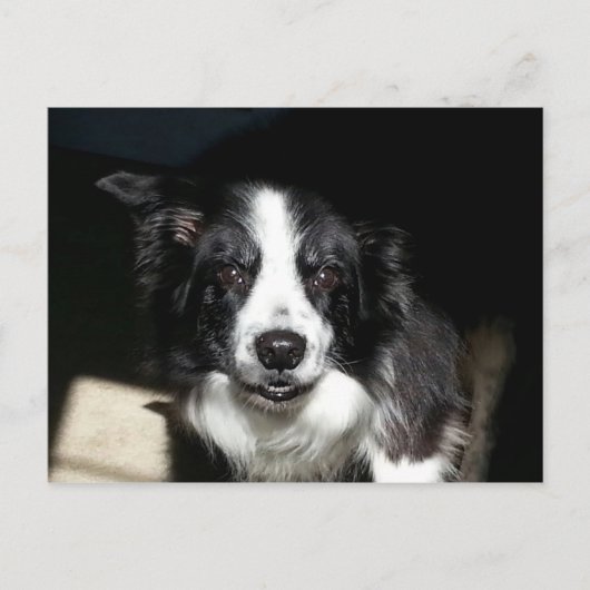 Onze Beloved Border Collie Jake - briefkaart (Voorkant)