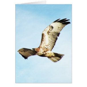 "Onze grootste glorie. ." Red-Tailed Hawk in vluc