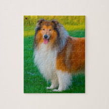 Onze Rough Collie Ons Huisdier