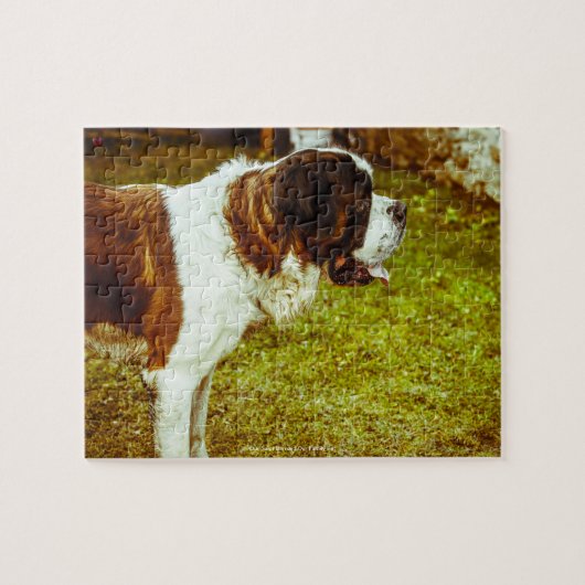 Onze Sint-Bernardshond Onze Huisdier Legpuzzel (Horizontaal)