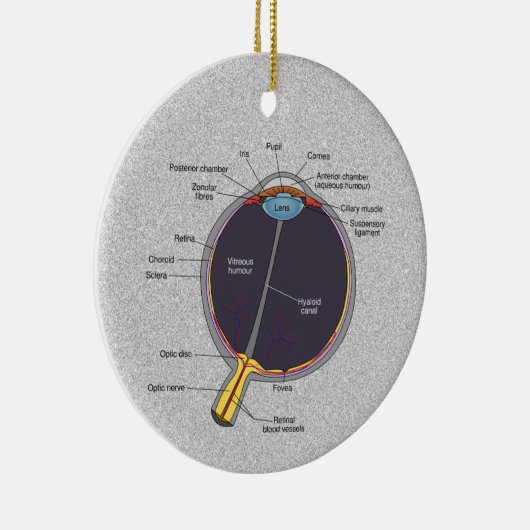 Oog-anatomie-Ornament Keramisch Ornament (Rechts)