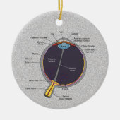 Oog-anatomie-Ornament Keramisch Ornament (Voorkant)