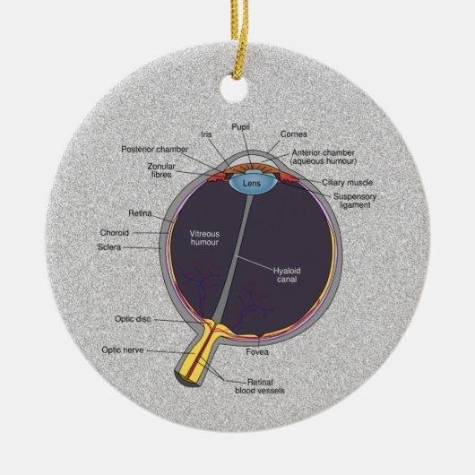 Oog-anatomie-Ornament Keramisch Ornament (Voorkant)