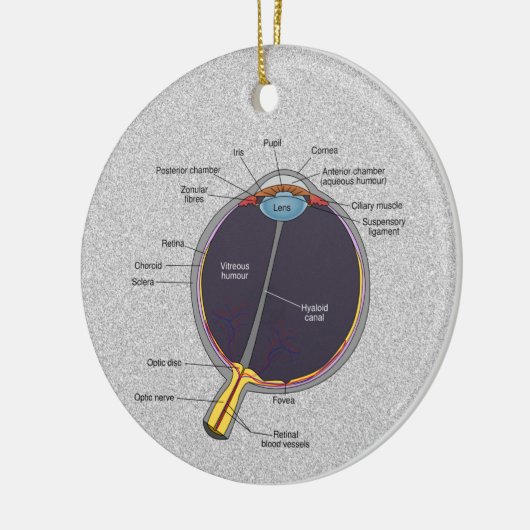 Oog-anatomie-Ornament Keramisch Ornament (Links)
