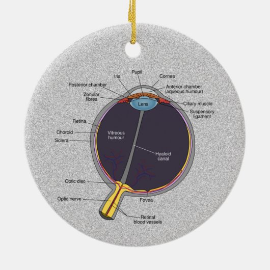 Oog-anatomie-Ornament Keramisch Ornament (Achterkant)
