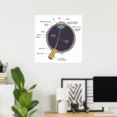 Oog-anatomie-Poster Poster (Thuiskantoor)