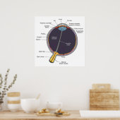 Oog-anatomie-Poster Poster (Keuken)