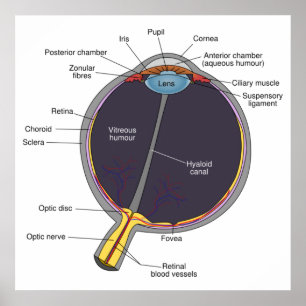 Oog-anatomie-Poster Poster