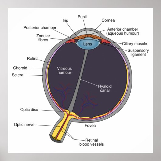 Oog-anatomie-Poster Poster (Voorkant)