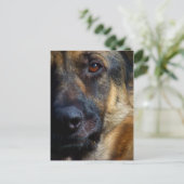 Oog van de Briefkaarten van Shepherd (Staand voorkant)