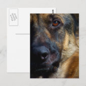 Oog van de Briefkaarten van Shepherd (Voorkant / Achterkant)