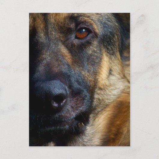 Oog van de Briefkaarten van Shepherd (Voorkant)