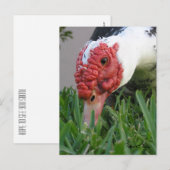 Oog van de eend Close-up foto Briefkaart (Voorkant / Achterkant)