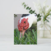 Oog van de eend Close-up foto Briefkaart (Staand voorkant)