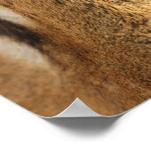 Oog van de grote kat van het Poster Tiger (Hoek)