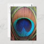 Oog van de Peacock-doezelssluiting Briefkaart (Voorkant / Achterkant)