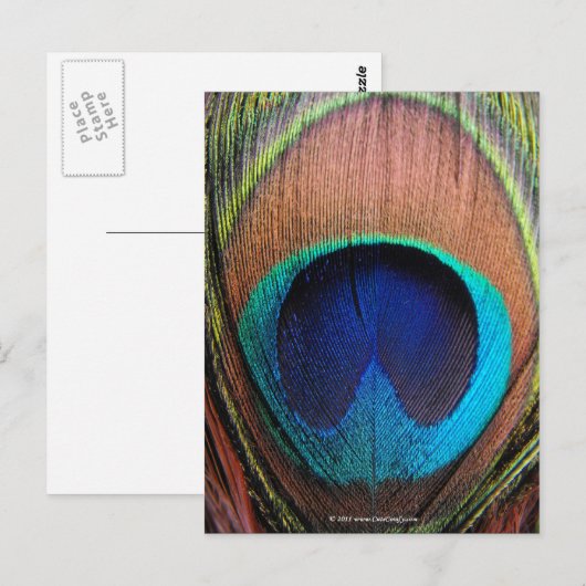 Oog van de Peacock-doezelssluiting Briefkaart (Voorkant / Achterkant)