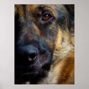 Oog van de Prints van Shepherd Fine Art