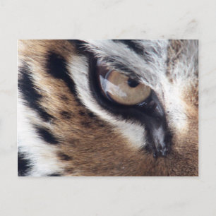 Oog van de tijger briefkaart