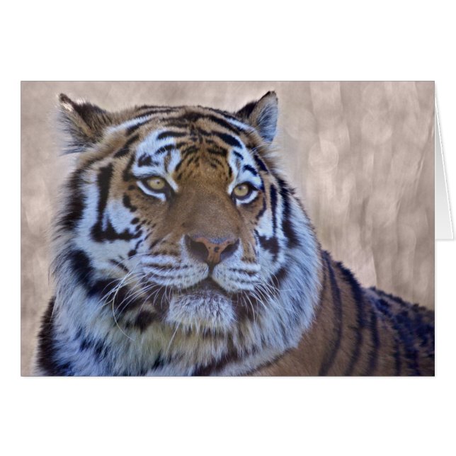 Oog van de Tijger Kaart (Voorkant Horizontaal)