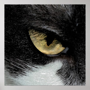 Oog van de tijger poster