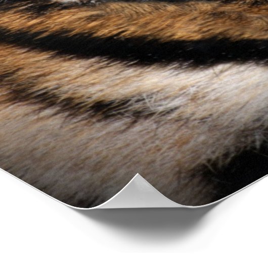 Oog van de tijger poster (Hoek)