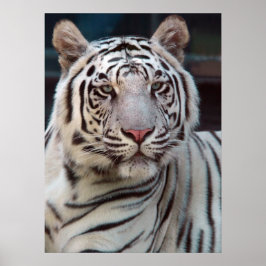 Oog van de tijger poster