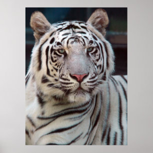 Oog van de tijger poster