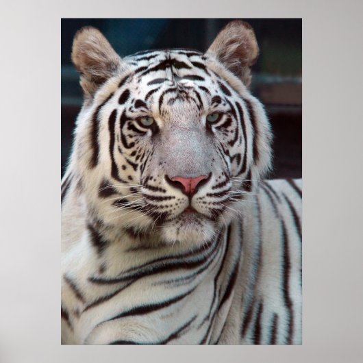 Oog van de tijger poster (Voorkant)