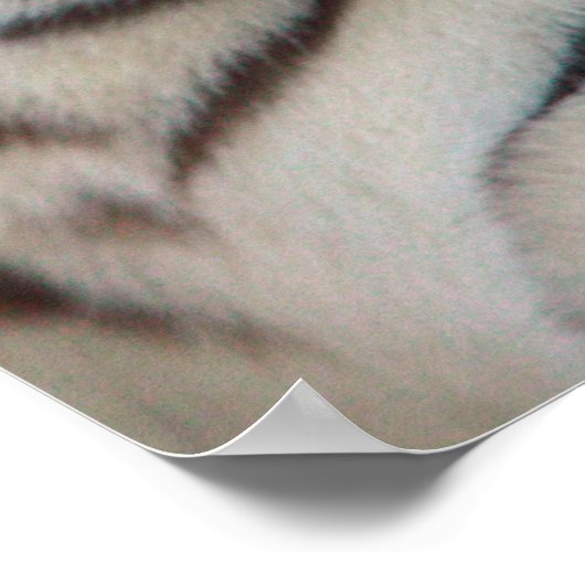 Oog van de tijger poster (Hoek)