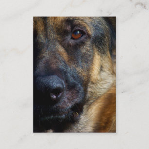 Oog van de Visitekaartjes van Shepherd