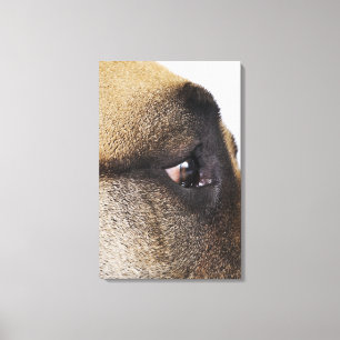 Oog van Grote Deen Canvas Afdruk