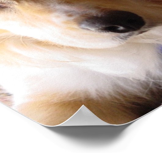 Oog van Pie Poster (Hoek)