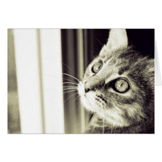 Oog Zie de sterren in zwart-wit