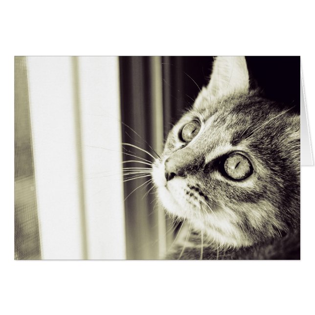 Oog Zie de sterren in zwart-wit (Voorkant Horizontaal)