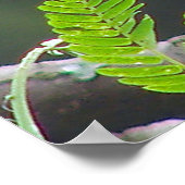 Oogaandoeningen Poster (Hoek)