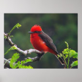 Oogaandoeningen Poster (Voorkant)