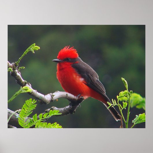 Oogaandoeningen Poster (Voorkant)