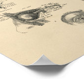 ooganatomie 1880 Afdrukken Poster (Hoek)