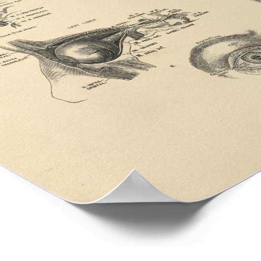 ooganatomie 1880 Afdrukken Poster (Hoek)